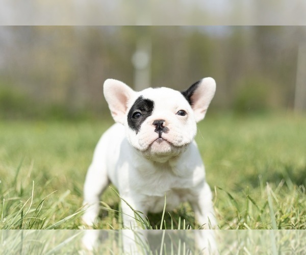 Medium Photo #14 French Bulldog Puppy For Sale in WARSAW, IN, USA