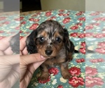 Small Dachshund