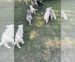Small #13 Siberian Husky