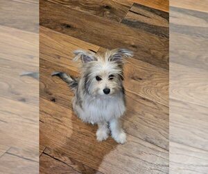 Pom-Silk Puppy for sale in LA VERGNE, TN, USA