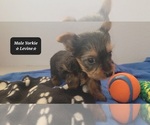 Small #2 Yorkshire Terrier