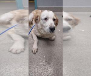 Australian Shepherd-Unknown Mix Dogs for adoption in Las Vegas, NV, USA