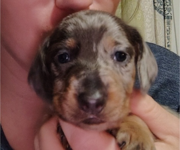 Medium Photo #5 Dachshund Puppy For Sale in BON AQUA, TN, USA