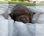 Puppy Puppy 5 Rio Labrador Retriever