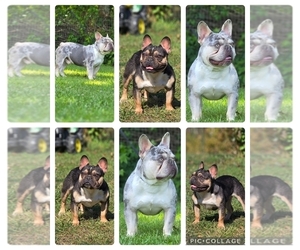 Father of the French Bulldog puppies born on 05/14/2025