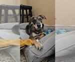 Small Labrador Retriever-Treeing Walker Coonhound Mix