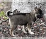 Small #9 Alaskan Klee Kai-Pomsky Mix