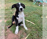 Small #1 Mutt