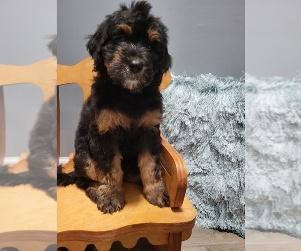 Medium Photo #14 Goldendoodle Puppy For Sale in KANSAS CITY, MO, USA