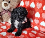 Small #3 Cockapoo (Miniature)