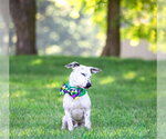 Small Photo #8 Mutt Puppy For Sale in Unionville, PA, USA