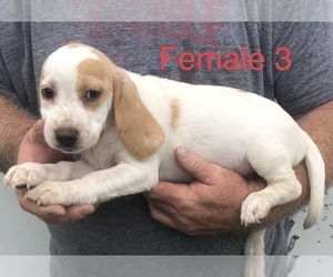 Beagle Puppy for sale in CLINTON, MO, USA