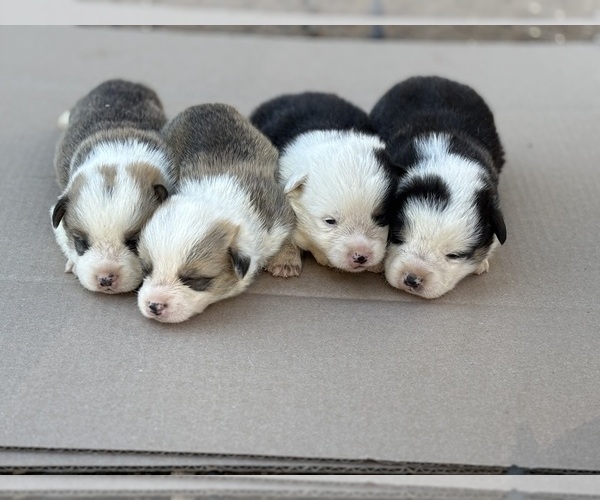 Medium Photo #1 Pembroke Welsh Corgi Puppy For Sale in OROVILLE, CA, USA