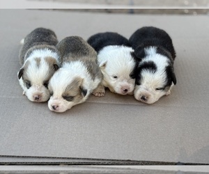 Pembroke Welsh Corgi Puppy for Sale in OROVILLE, California USA