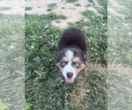 Small #1 Australian Shepherd