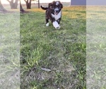Small Photo #19 Aussiedoodle Puppy For Sale in UNIONVILLE, IA, USA