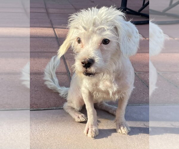Medium Photo #2 Maltese-Unknown Mix Puppy For Sale in Corona, CA, USA