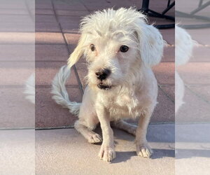 Spindle - Female Maltese-Unknown Mix Dog for Adoption - Photo #2