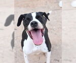 Small #1 Boxer Mix