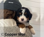 Small Bernedoodle
