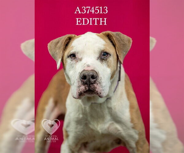 Medium Photo #2 Mutt Puppy For Sale in Stockton, CA, USA
