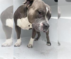American Pit Bull Terrier-Bulldog Mix Dogs for adoption in Houston, TX, USA