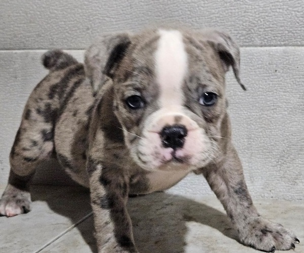 Medium Photo #10 Olde English Bulldogge Puppy For Sale in NILES, MI, USA