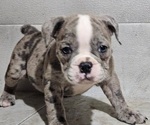 Small #9 Olde English Bulldogge