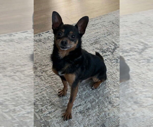 Medium Photo #2 Chipin Puppy For Sale in Des Moines, IA, USA