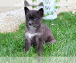 Small #1 Pomsky