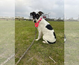 Mutt Dogs for adoption in New London, WI, USA