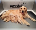 Small Photo #1 Golden Retriever Puppy For Sale in ENGLEWOOD, NJ, USA