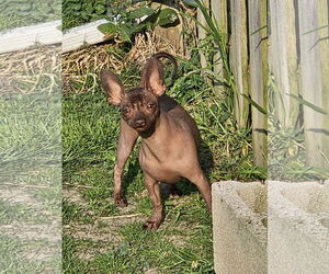 Chihuahua-Unknown Mix Dogs for adoption in Erie, MI, USA