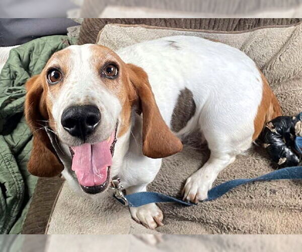 Medium Photo #5 Basset Hound Puppy For Sale in Deepwater, NJ, USA
