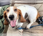 Small #4 Basset Hound