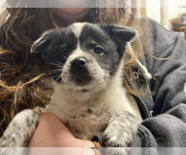 Medium Photo #1 Blue Lacy-pomeranian spitz Mix Puppy For Sale in Lewistown, PA, USA