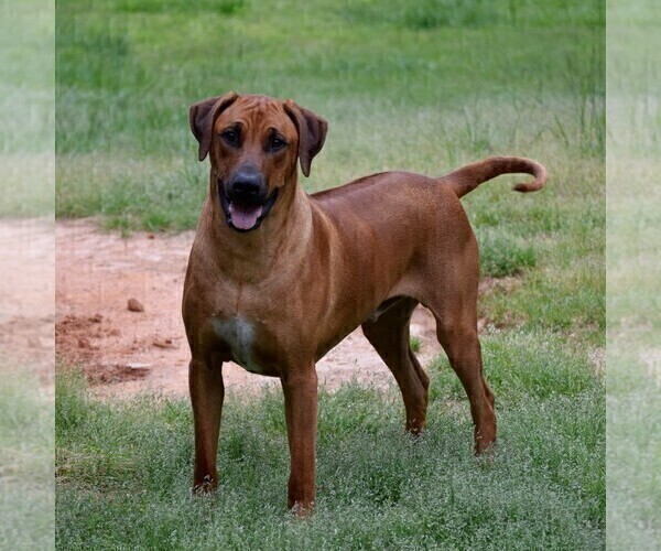 Medium Photo #1 Rhodesian Ridgeback Puppy For Sale in POWDER SPGS, GA, USA