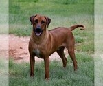 Small Photo #1 Rhodesian Ridgeback Puppy For Sale in POWDER SPGS, GA, USA