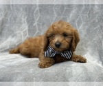 Small #1 Goldendoodle (Miniature)