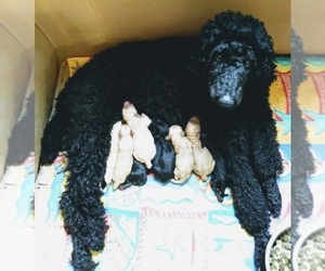 Mother of the Goldendoodle puppies born on 05/17/2019