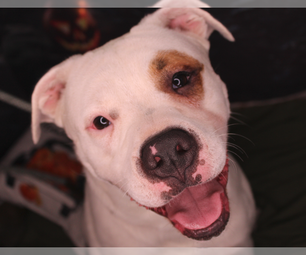 Medium Photo #7 American Bulldog Puppy For Sale in Crandall, GA, USA