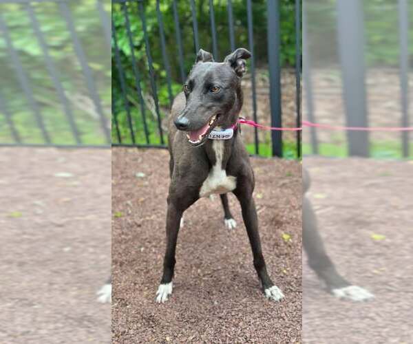 Medium Photo #3 Greyhound Puppy For Sale in Cherry Hill, NJ, USA