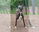 Small #2 Greyhound