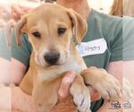 Small #3 Retriever  Mix