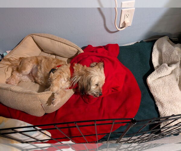 Medium Photo #3 Shih Tzu-Unknown Mix Puppy For Sale in Sanford, FL, USA