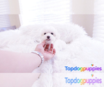Small Photo #5 Maltipoo Puppy For Sale in FULLERTON, CA, USA