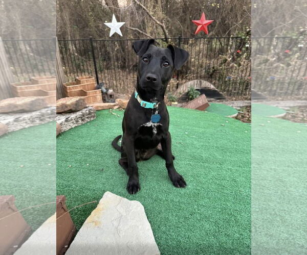 Medium Photo #1 Labrador Retriever-Unknown Mix Puppy For Sale in Euless, TX, USA