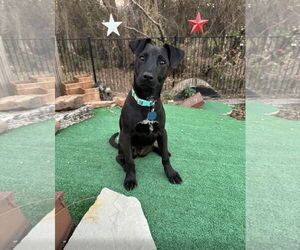 Labrador Retriever-Unknown Mix Dogs for adoption in Euless, TX, USA