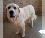 Small Photo #1 Great Pyrenees Puppy For Sale in Apple Valley, CA, USA