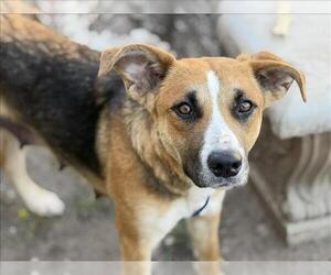 German Shepherd Dog-Unknown Mix Dogs for adoption in Tulsa, OK, USA